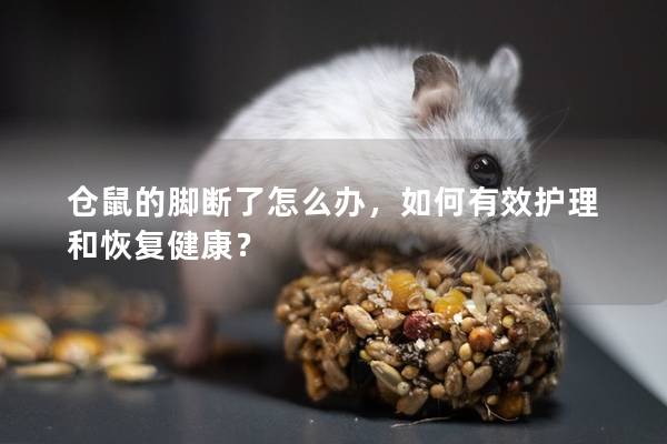 仓鼠的脚断了怎么办，如何有效护理和恢复健康？