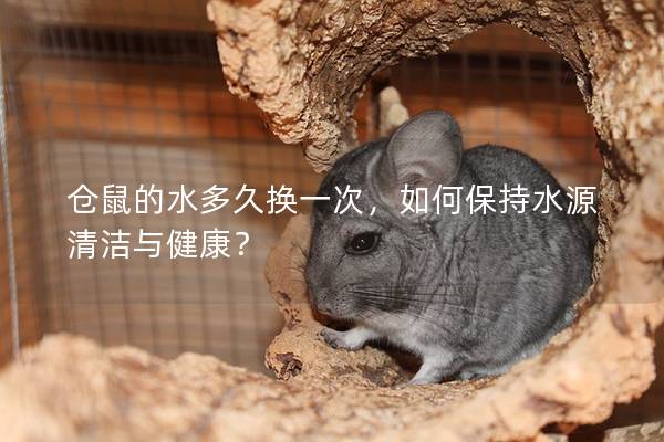 仓鼠的水多久换一次，如何保持水源清洁与健康？