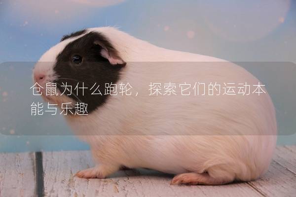仓鼠为什么跑轮，探索它们的运动本能与乐趣