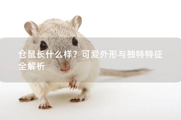 仓鼠长什么样？可爱外形与独特特征全解析