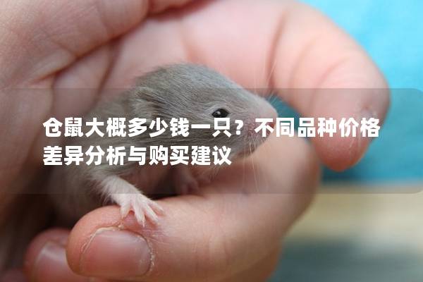 仓鼠大概多少钱一只？不同品种价格差异分析与购买建议
