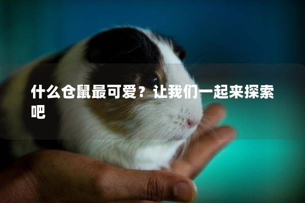 什么仓鼠最可爱？让我们一起来探索吧