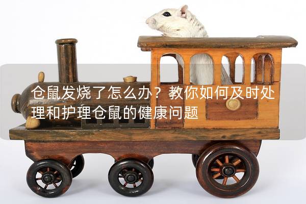 仓鼠发烧了怎么办？教你如何及时处理和护理仓鼠的健康问题