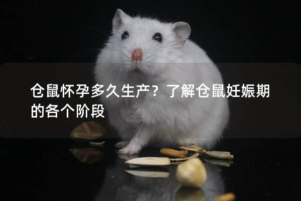 仓鼠怀孕多久生产？了解仓鼠妊娠期的各个阶段
