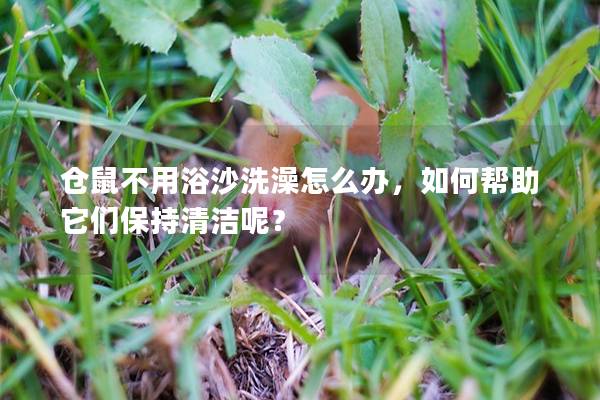 仓鼠不用浴沙洗澡怎么办，如何帮助它们保持清洁呢？
