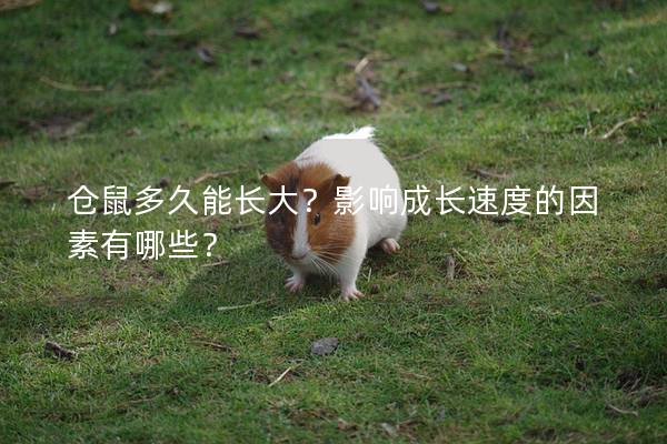 仓鼠多久能长大？影响成长速度的因素有哪些？