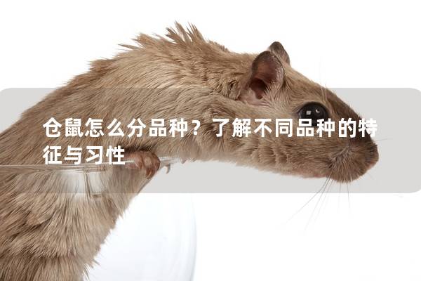 仓鼠怎么分品种？了解不同品种的特征与习性
