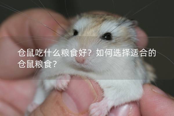 仓鼠吃什么粮食好？如何选择适合的仓鼠粮食？