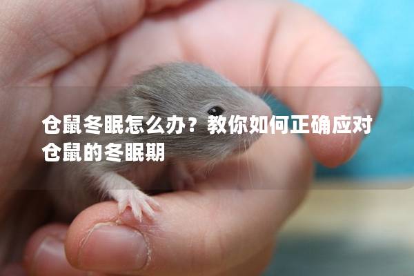 仓鼠冬眠怎么办？教你如何正确应对仓鼠的冬眠期