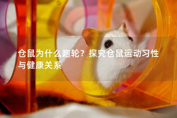 仓鼠为什么跑轮？探究仓鼠运动习性与健康关系