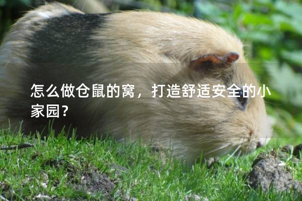 怎么做仓鼠的窝，打造舒适安全的小家园？