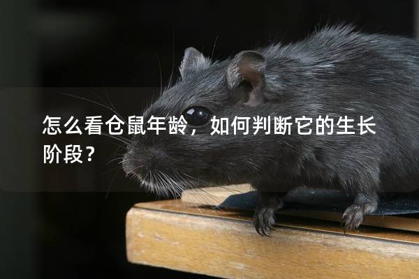 怎么看仓鼠年龄，如何判断它的生长阶段？