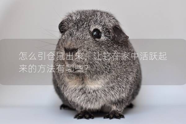 怎么引仓鼠出来，让它在家中活跃起来的方法有哪些？