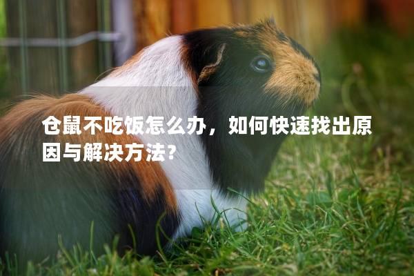 仓鼠不吃饭怎么办，如何快速找出原因与解决方法？