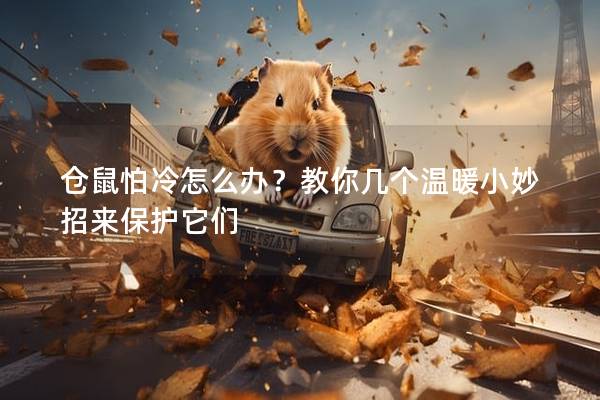 仓鼠怕冷怎么办？教你几个温暖小妙招来保护它们