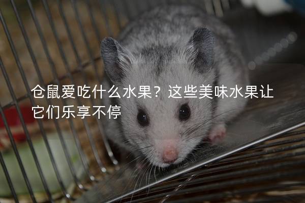仓鼠爱吃什么水果？这些美味水果让它们乐享不停