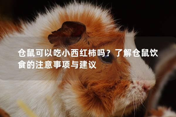 仓鼠可以吃小西红柿吗？了解仓鼠饮食的注意事项与建议