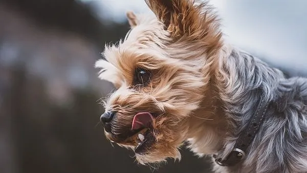 犬猫识别API怎么选？从技术原理到接入实践一篇讲透
