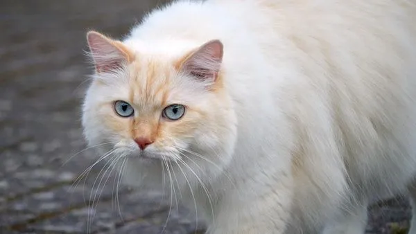 猫类情绪识别指南：读懂猫咪的肢体语言与情绪信号
