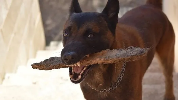 犬猫皮肤病症识别全攻略:从症状到就医一步到位