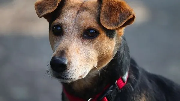 Empower Pets’ Lives with AI