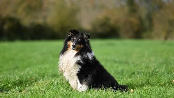 Dog Diarrhea Treatment and Home Care: Evidence-Based Guide