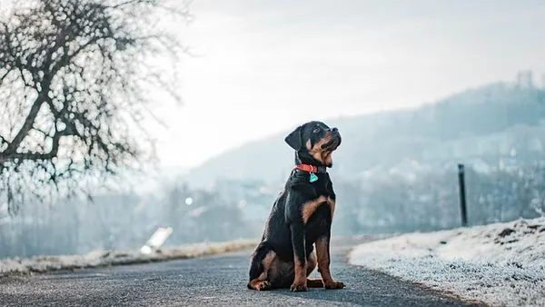 Pet Travel Industry Solutions: 2024 Tech & Safety Guide Pet Travel Industry Solutions: 2024 Tech & Safety Guide - 配图2
