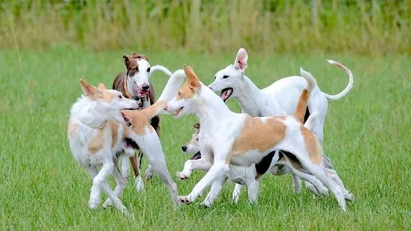 Fun Pet Facts and Trivia: Surprising Truths About Pets
