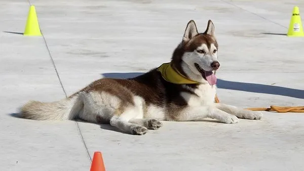 Pet Vaccination Schedule by Age: Core Vaccines Explained - 配图2