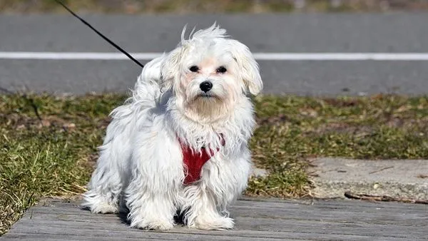 New Pet Owner Essential Checklist: 2024 Vet & Supply List New Pet Owner Essential Checklist: 2024 Vet & Supply List - 配图2