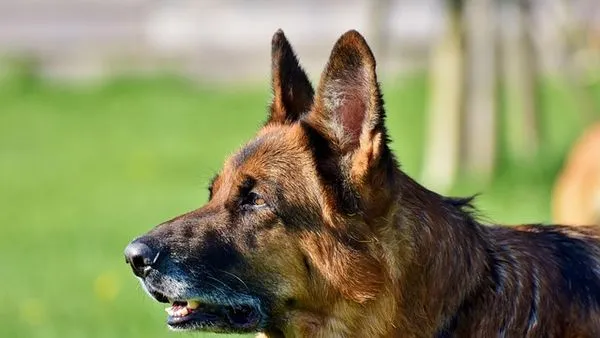 Pet Behavior Camera: How It Works and Top Uses Pet Behavior Camera: How It Works and Top Uses - 配图2