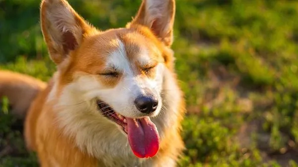 Pet Healthcare Supply Chain: 2024 Guide for Accuracy & Speed Pet Healthcare Supply Chain: 2024 Guide for Accuracy & Speed - 配图1