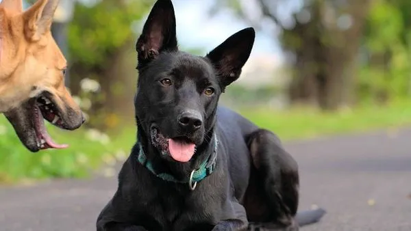 Pet Industry Investment Opportunities: 2025 Market Guide