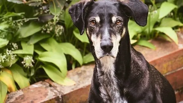 Pet AI Medication Recommendations: Vet Safety Guide Pet AI Medication Recommendations: Vet Safety Guide - 配图2