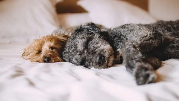 Pet Social Platform Solutions: Build Engaging Communities Pet Social Platform Solutions: Build Engaging Communities - 配图1