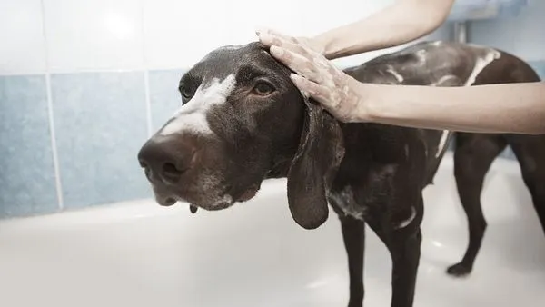 Pet Spay Neuter Care Guide: Recovery Timeline & Vet Tips Pet Spay Neuter Care Guide: Recovery Timeline & Vet Tips - 配图2