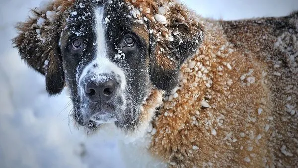 Pet Insurance Industry Solutions: 2024 Tech Guide Pet Insurance Industry Solutions: 2024 Tech Guide - 配图1