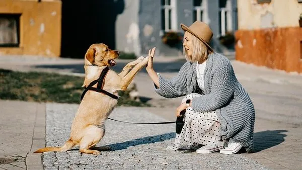 Smart Pet Toys: Benefits, Facts, and Buying Guide Smart Pet Toys: Benefits, Facts, and Buying Guide - 配图2