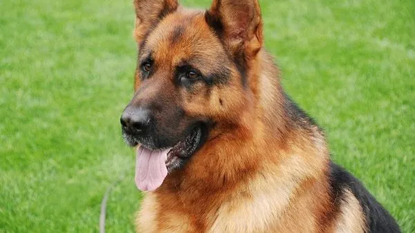 Fun Pet Facts and Trivia: Surprising Truths About Pets Fun Pet Facts and Trivia: Surprising Truths About Pets - 配图2