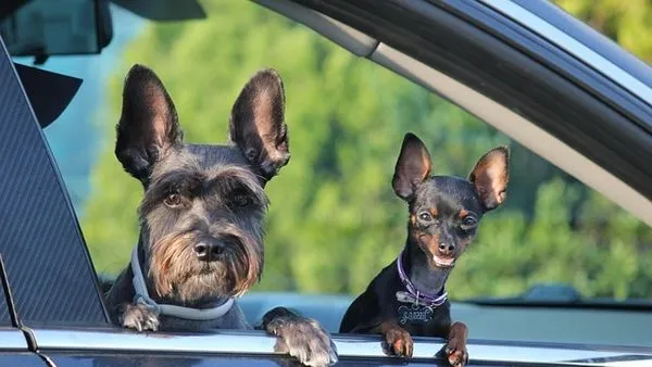 Pet Insurance Industry Solutions: 2024 Tech Guide Pet Insurance Industry Solutions: 2024 Tech Guide - 配图2