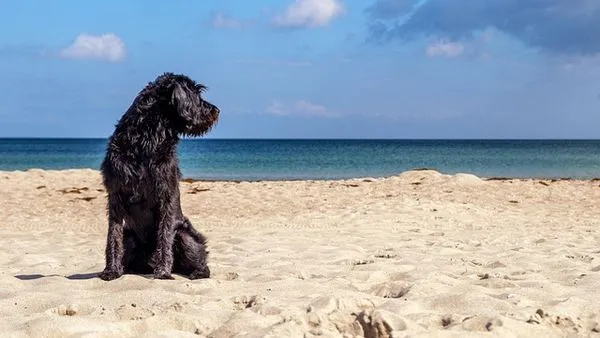 Pet Industry Summit Roundup: Top Trends & Tech in 2024 Pet Industry Summit Roundup: Top Trends & Tech in 2024 - 配图1