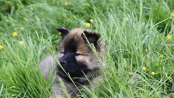Pet Industry Growth Strategies That Work in 2025 Pet Industry Growth Strategies That Work in 2025 - 配图1