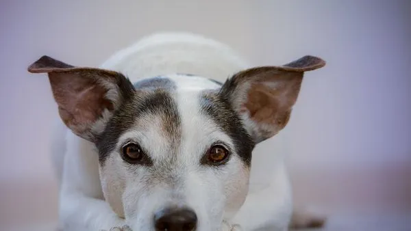 Pet Healthcare Big Data: 5 Ways It Saves Lives Pet Healthcare Big Data: 5 Ways It Saves Lives - 配图1