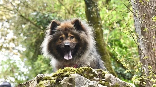 Smart Pet Toys: Benefits, Facts, and Buying Guide Smart Pet Toys: Benefits, Facts, and Buying Guide - 配图1