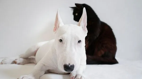 Pet Consumer Trends: 2025 Key Stats and Spending Habits Pet Consumer Trends: 2025 Key Stats and Spending Habits - 配图2