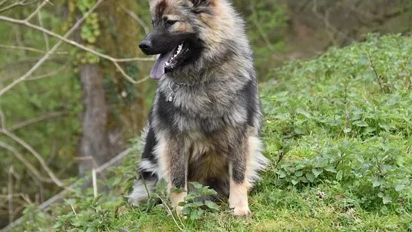 狗狗品种大全:从选狗到养狗,一篇看懂主流犬种 狗狗品种大全:从选狗到养狗,一篇看懂主流犬种 - 配图2