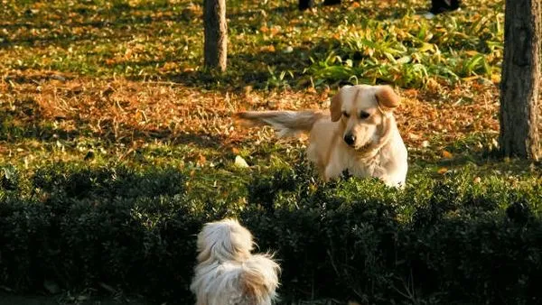 Pet AI Knowledge Graph: What It Is and Why It Matters Pet AI Knowledge Graph: What It Is and Why It Matters - 配图2
