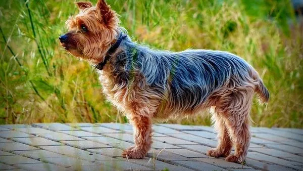What Is Pet AI Large Model? Key Facts & 2025 Guide What Is Pet AI Large Model? Key Facts & 2025 Guide - 配图1