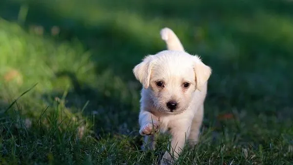 2026宠物行业趋势:智能化、健康管理与消费分级成主旋律