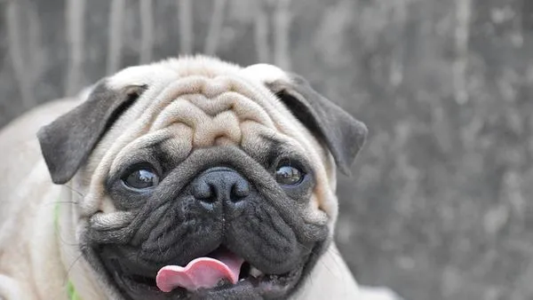 Pet Industry Talent Report: 2025 Workforce Trends & Pay Pet Industry Talent Report: 2025 Workforce Trends & Pay - 配图1